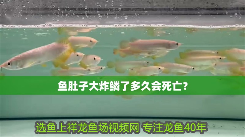 魚肚子大炸鱗了多久會死亡？