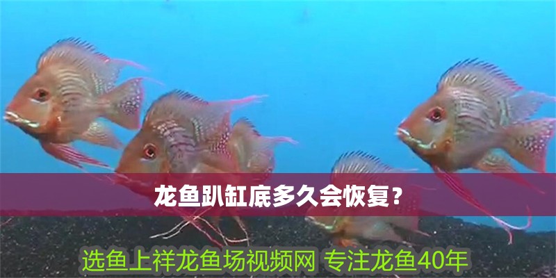 龍魚趴缸底多久會恢復？