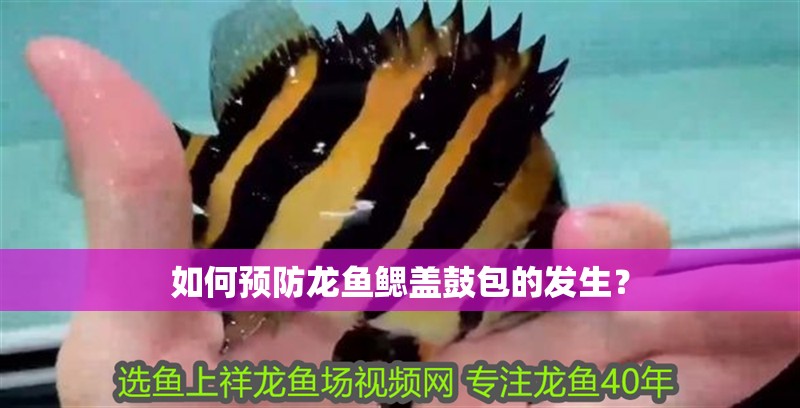 如何預防龍魚鰓蓋鼓包的發生？