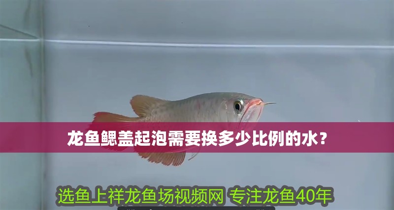 龍魚鰓蓋起泡需要換多少比例的水？