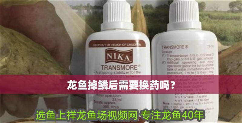 龍魚掉鱗后需要換藥嗎？