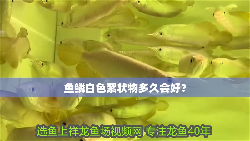 魚鱗白色絮狀物多久會好？