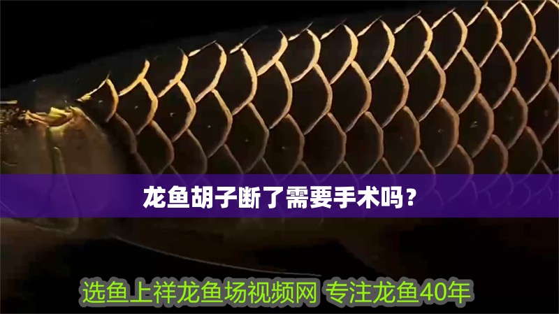 龍魚胡子斷了需要手術(shù)嗎？