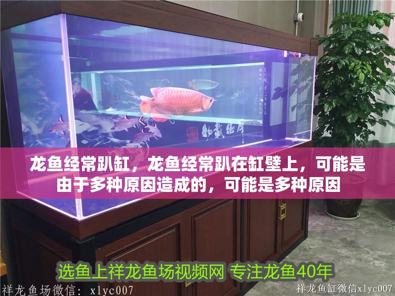 龍魚經常趴缸，龍魚經常趴在缸壁上，可能是由于多種原因造成的，可能是多種原因