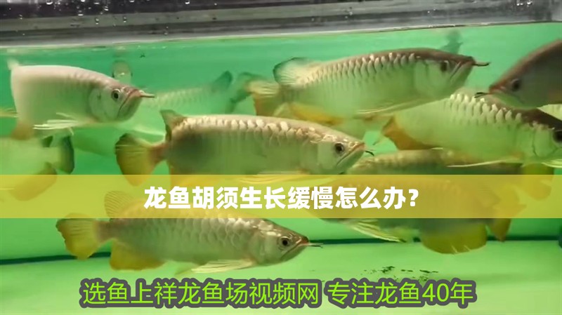 龍魚胡須生長緩慢怎么辦？