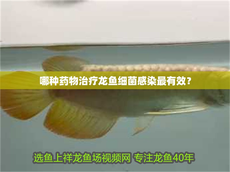 哪種藥物治療龍魚細菌感染最有效？