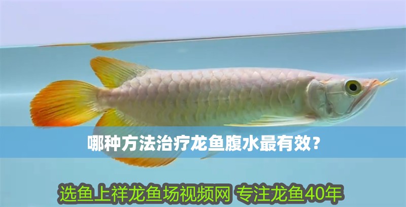 哪種方法治療龍魚腹水最有效？