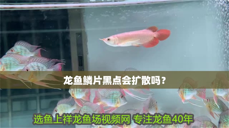 龍魚鱗片黑點會擴散嗎？