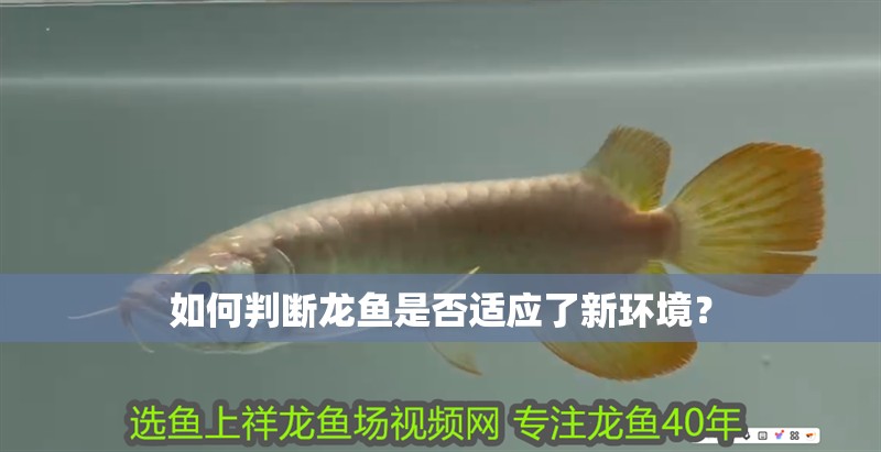 如何判斷龍魚是否適應了新環境？