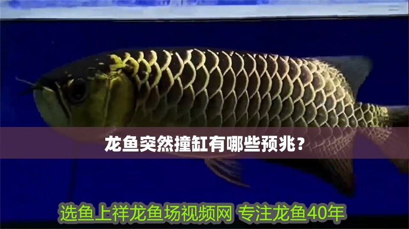 龍魚突然撞缸有哪些預兆？