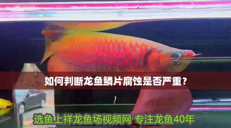 如何判斷龍魚鱗片腐蝕是否嚴(yán)重？