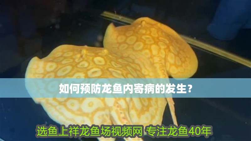 如何預防龍魚內寄病的發生？