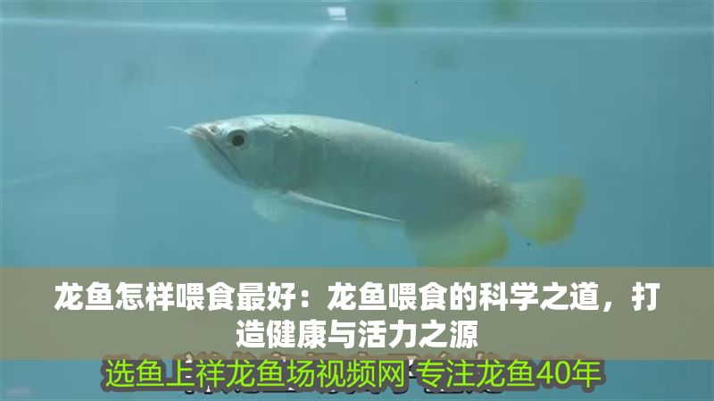 龍魚怎樣喂食最好：龍魚喂食的科學之道，打造健康與活力之源