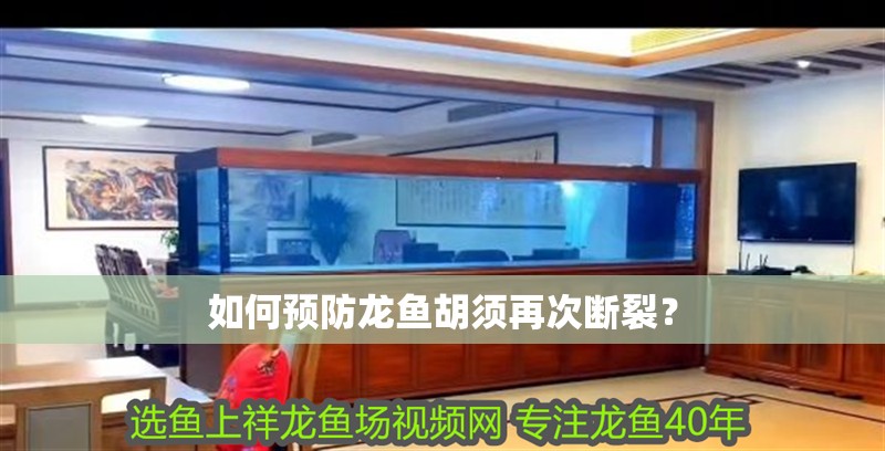 如何預防龍魚胡須再次斷裂？