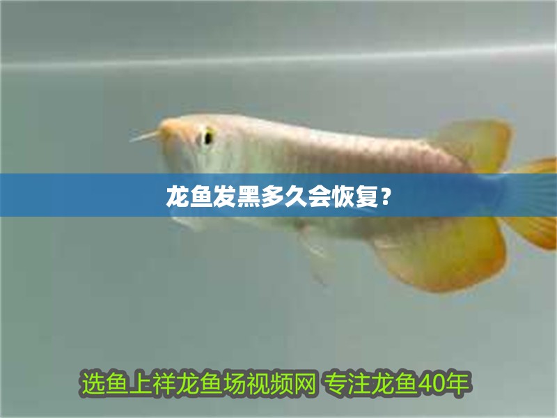 龍魚發(fā)黑多久會(huì)恢復(fù)？