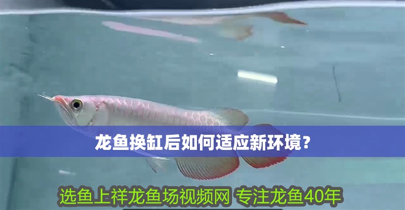 龍魚換缸后如何適應新環境？