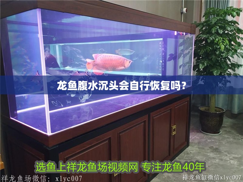 龍魚怕什么 龍魚腹水沉頭會(huì)自行恢復(fù)嗎? 龍魚百科 龍魚腹水沉頭會(huì)自行恢復(fù)嗎? 龍魚腹水沉頭會(huì)自行恢復(fù)嗎? 龍魚百科