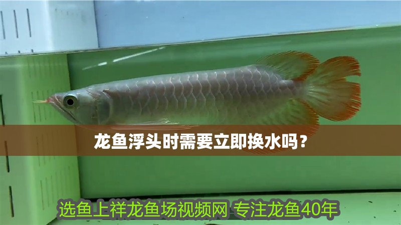 龍魚浮頭時(shí)需要立即換水嗎？ 龍魚浮頭時(shí)需要立即換水嗎？ 龍魚百科