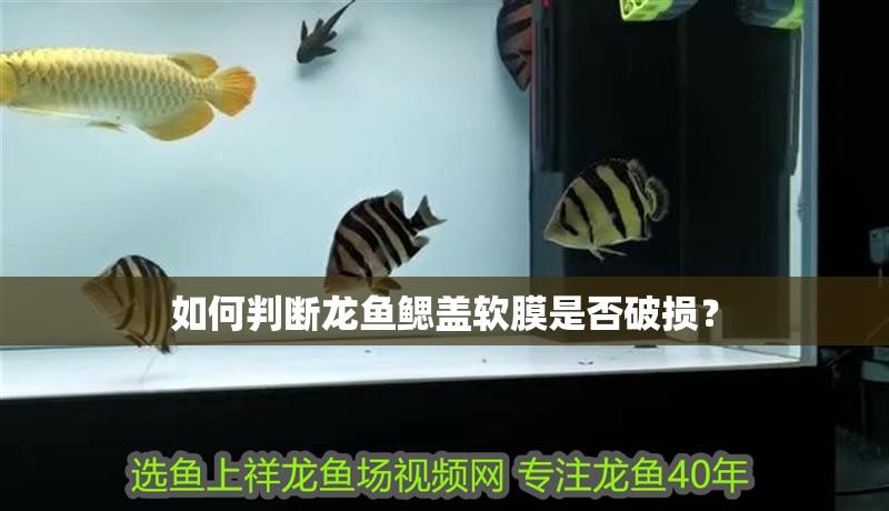 如何判斷龍魚鰓蓋軟膜是否破損？