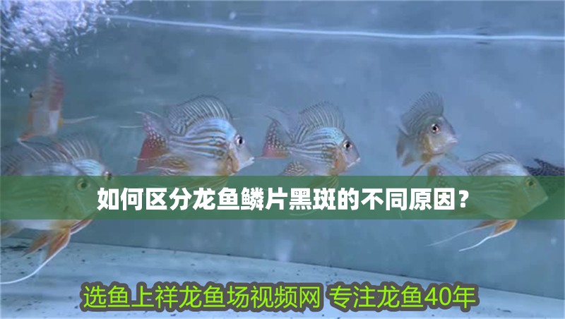 如何區分龍魚鱗片黑斑的不同原因？