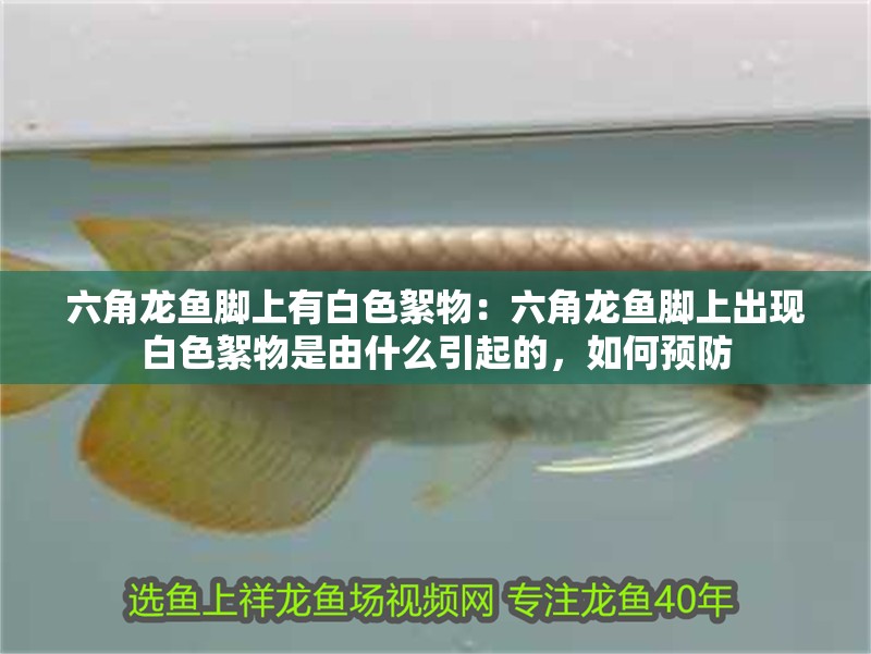 六角龍魚腳上有白色絮物：六角龍魚腳上出現(xiàn)白色絮物是由什么引起的，如何預(yù)防