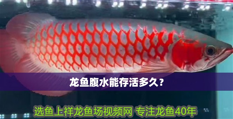 龍魚腹水能存活多久？ 龍魚腹水能存活多久？ 龍魚百科