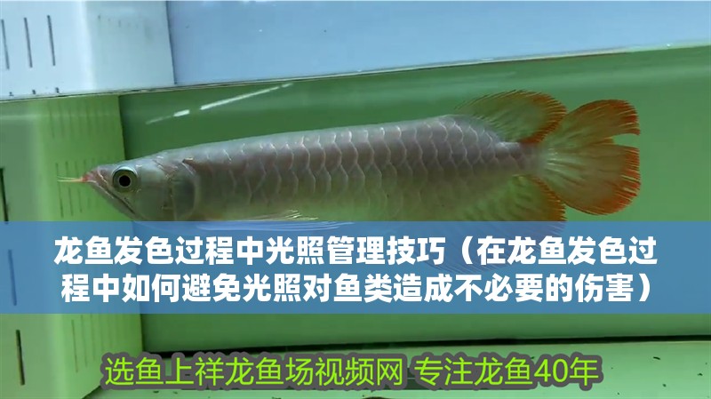 龍魚(yú)發(fā)色過(guò)程中光照管理技巧（在龍魚(yú)發(fā)色過(guò)程中如何避免光照對(duì)魚(yú)類(lèi)造成不必要的傷害）