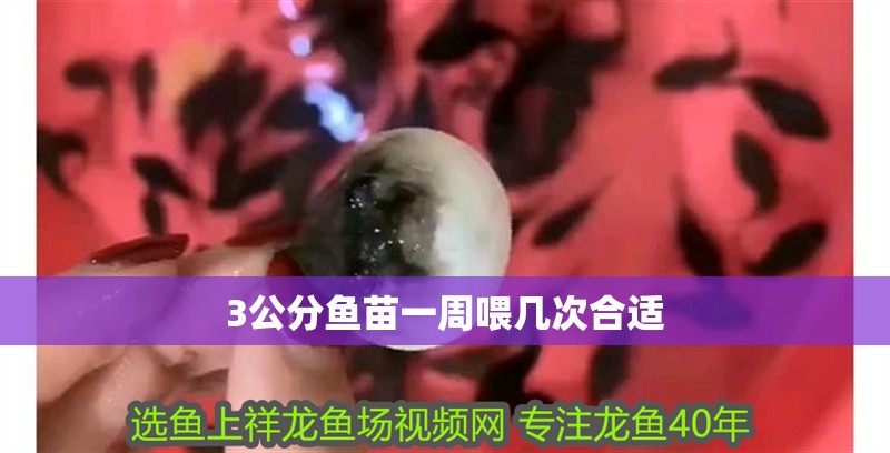 3公分魚苗一周喂幾次合適