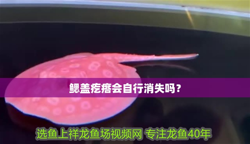 鰓蓋疙瘩會自行消失嗎？