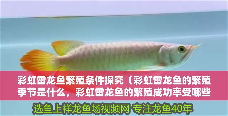 彩虹雷龍魚繁殖條件探究（彩虹雷龍魚的繁殖季節是什么，彩虹雷龍魚的繁殖成功率受哪些影響）