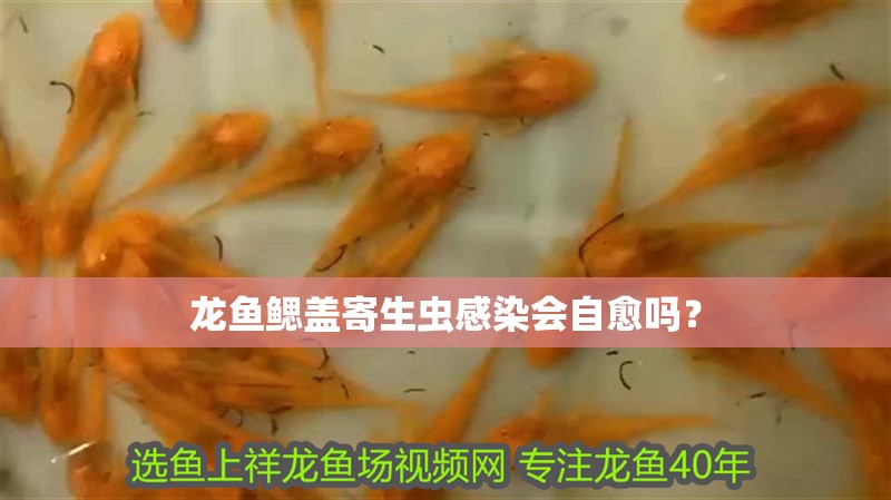 龍魚鰓蓋寄生蟲感染會(huì)自愈嗎？