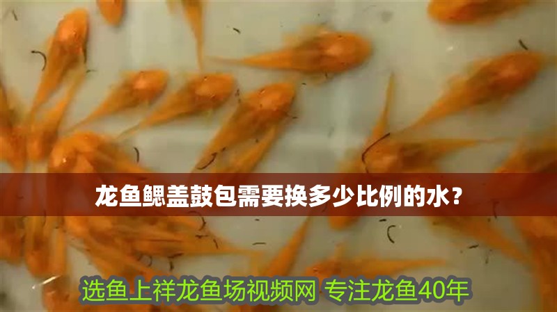 龍魚鰓蓋鼓包需要換多少比例的水？