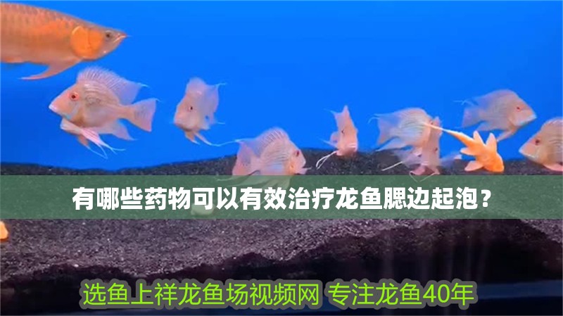 有哪些藥物可以有效治療龍魚腮邊起泡？