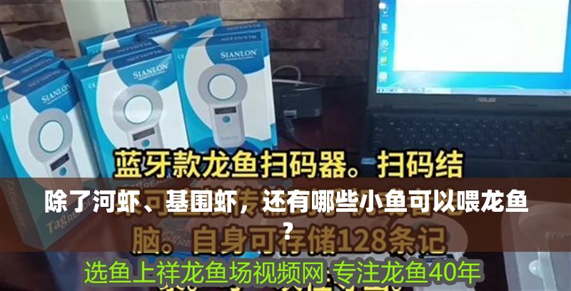 除了河蝦、基圍蝦，還有哪些小魚可以喂龍魚？