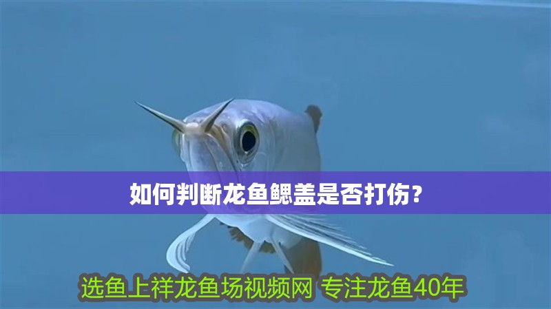 如何判斷龍魚鰓蓋是否打傷？