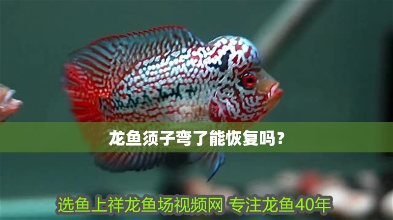 龍魚須子彎了能恢復嗎？