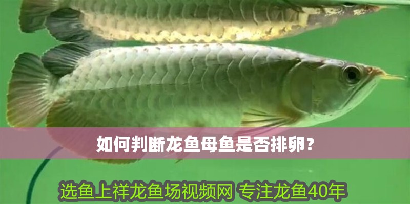 如何判斷龍魚母魚是否排卵？