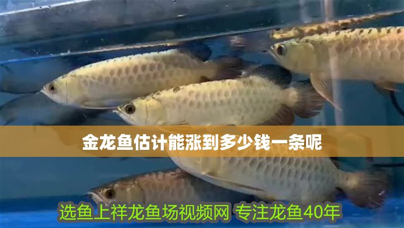 金龍魚估計能漲到多少錢一條呢 龍魚百科 第2張 金龍魚估計能漲到多少錢一條呢 金龍魚估計能漲到多少錢一條呢 龍魚百科 第2張