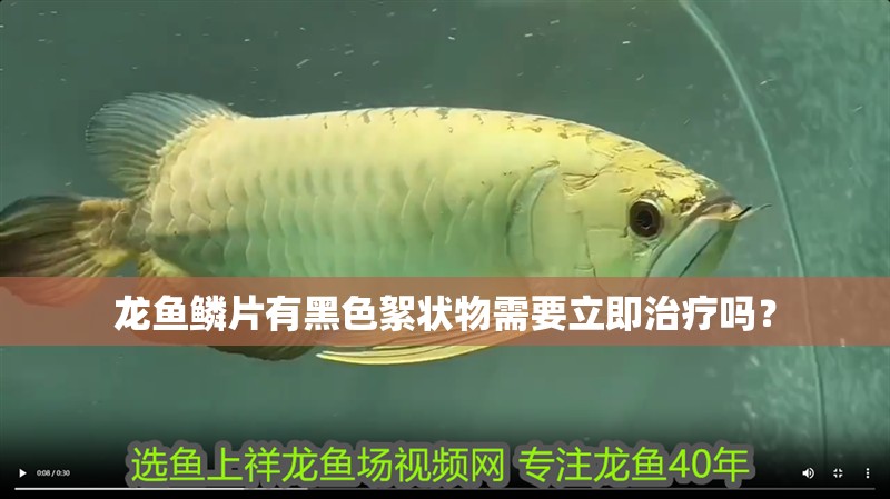 龍魚鱗片有黑色絮狀物需要立即治療嗎？