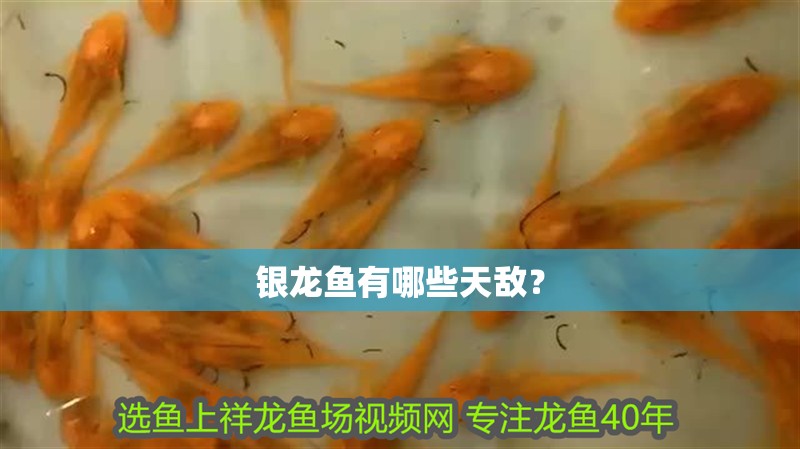 銀龍魚有哪些天敵？