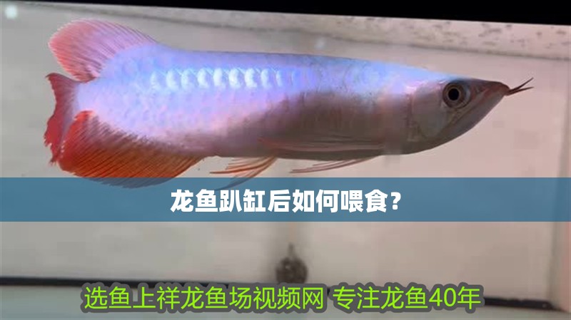 龍魚趴缸后如何喂食？