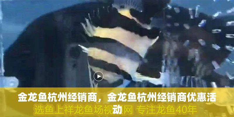 金龍魚杭州經銷商，金龍魚杭州經銷商優惠活動