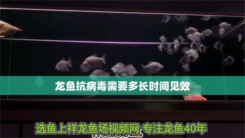 龍魚抗病毒需要多長時間見效