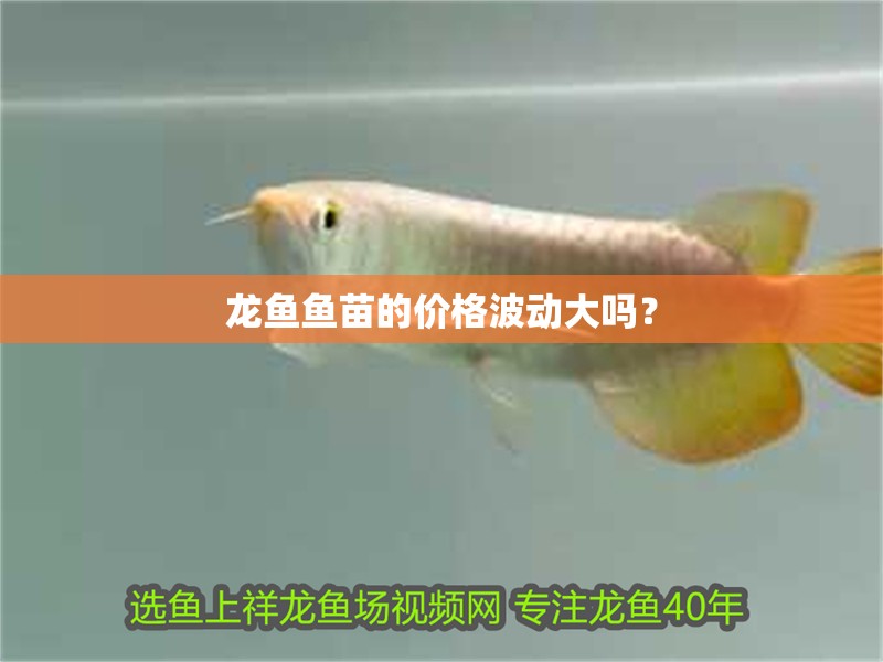 龍魚魚苗的價格波動大嗎？