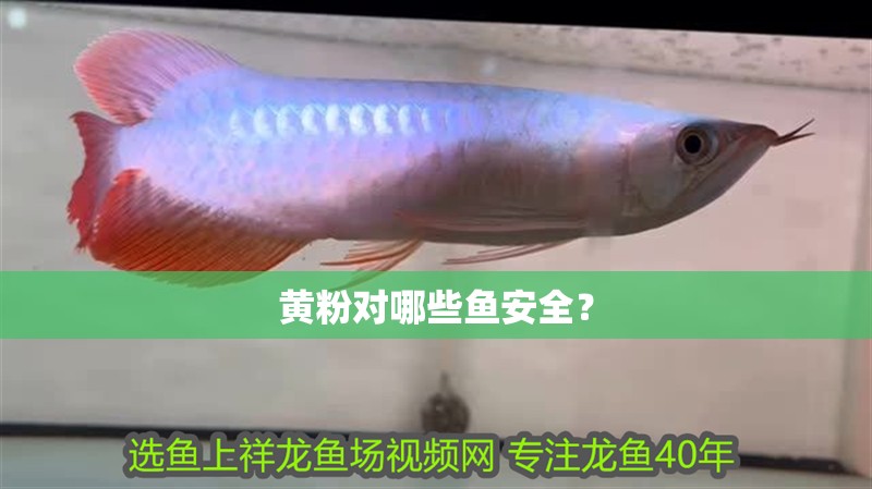 黃粉對(duì)哪些魚安全？