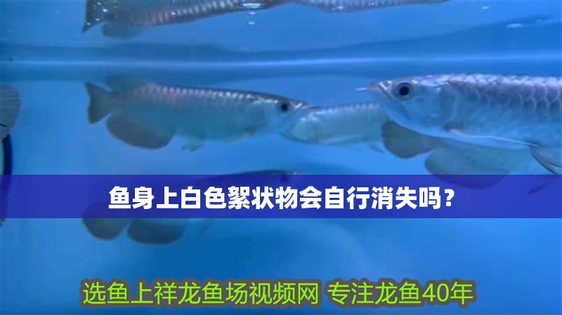 魚身上白色絮狀物會自行消失嗎？
