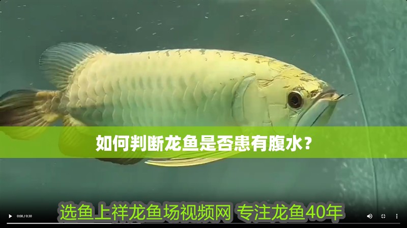如何判斷龍魚是否患有腹水？