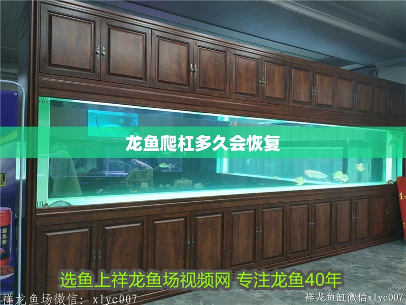 我的虎魚真菌感染了要怎么處理 龍魚爬杠多久會恢復 龍魚百科 龍魚爬杠多久會恢復 龍魚爬杠多久會恢復 龍魚百科