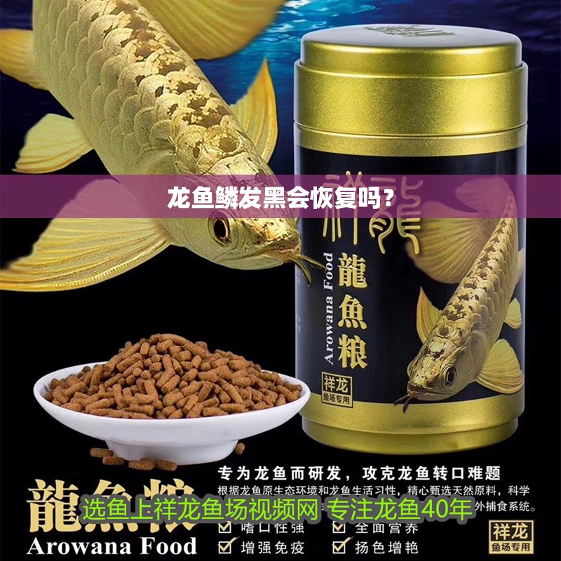 龍魚干蝦有營養(yǎng)嗎 龍魚鱗發(fā)黑會恢復(fù)嗎? 龍魚百科 龍魚鱗發(fā)黑會恢復(fù)嗎? 龍魚鱗發(fā)黑會恢復(fù)嗎? 龍魚百科