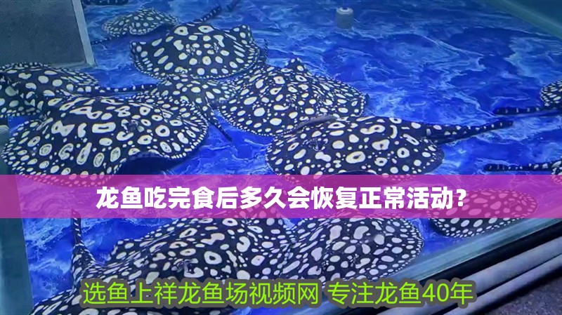 龍魚吃完食后多久會恢復正?；顒樱?龍魚吃完食后多久會恢復正常活動？ 龍魚百科
